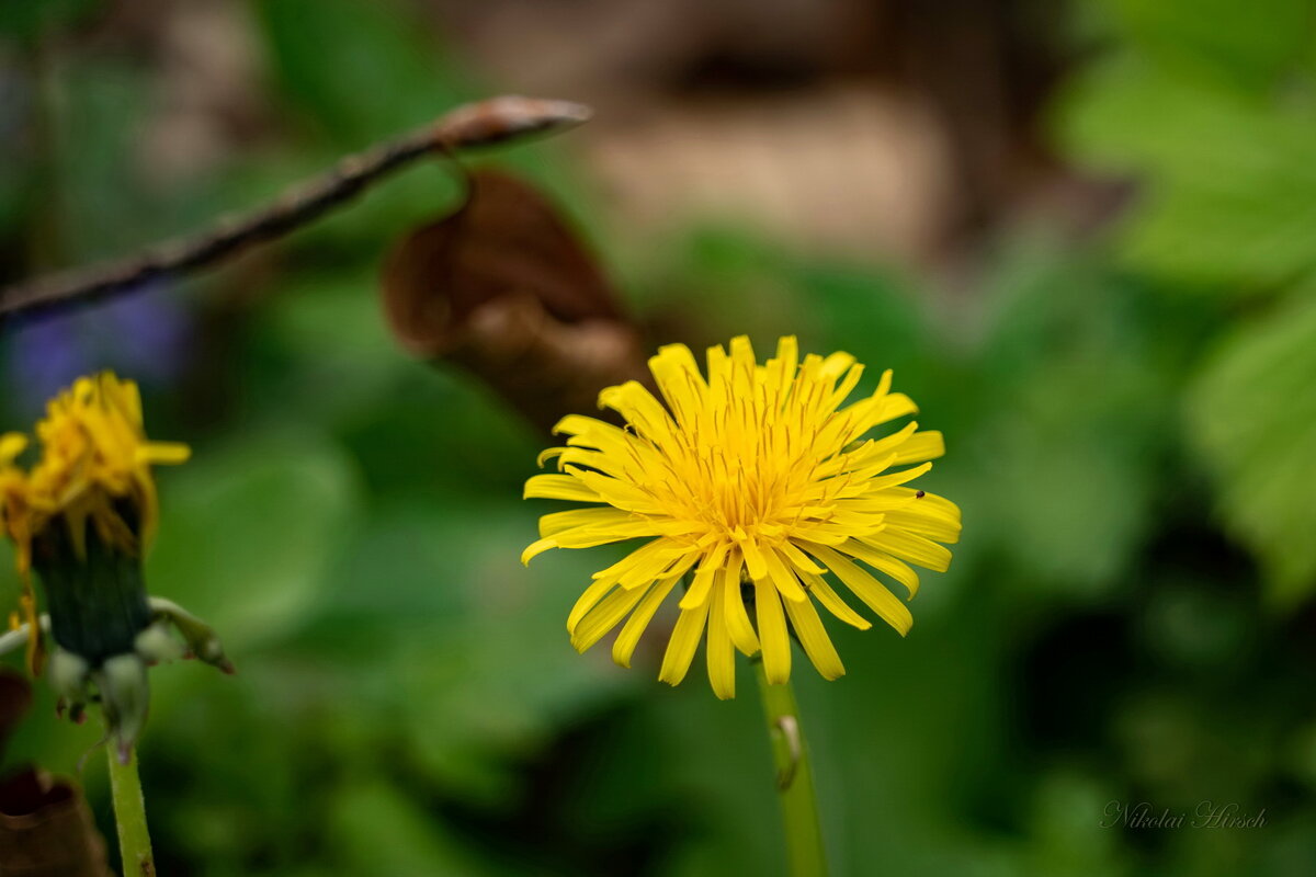 Про одуванчик... - Николай Гирш