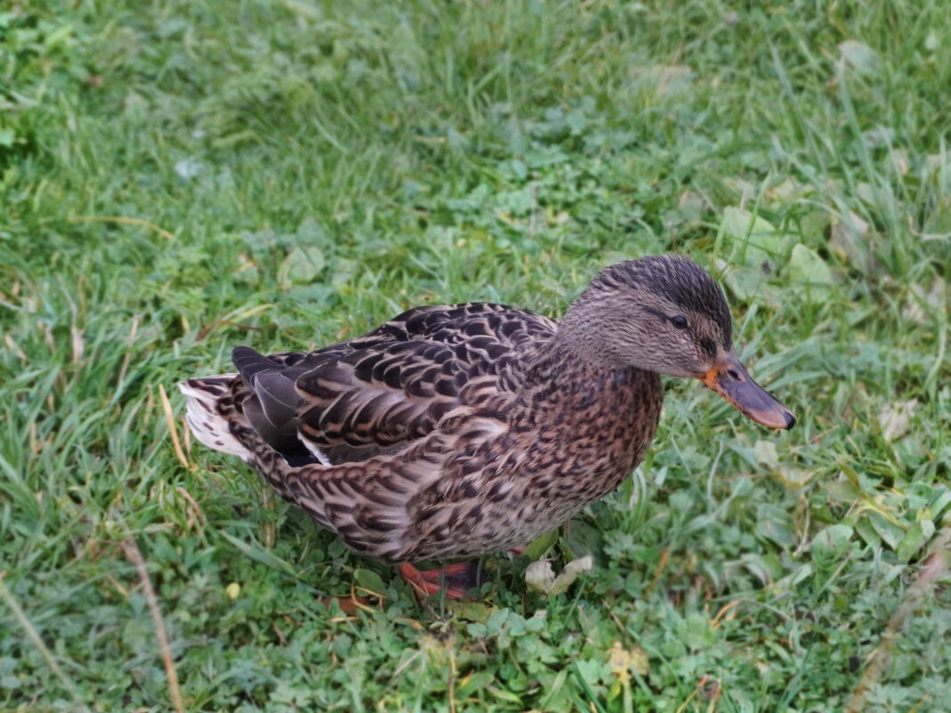 *** - Денис Бочкарёв