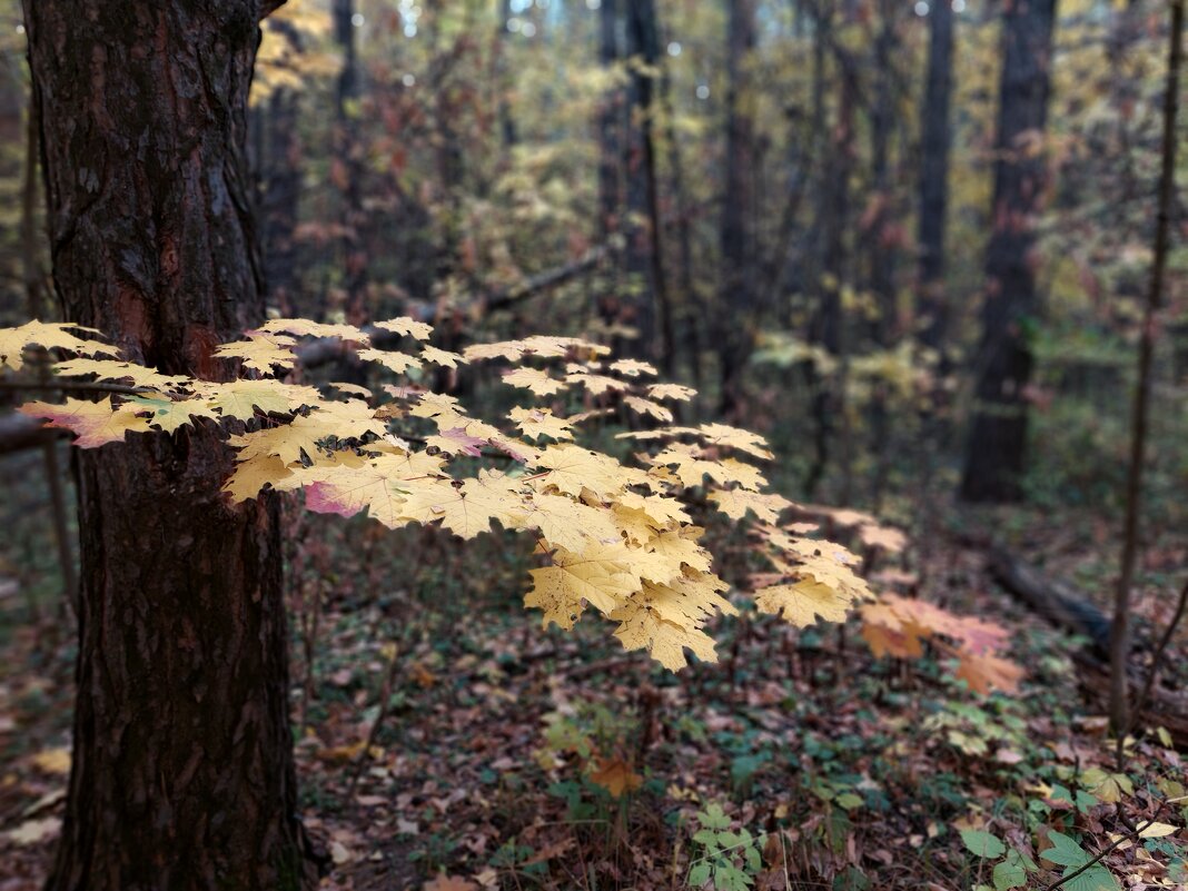 листва в режиме "портрет" на мобиле - Артём 