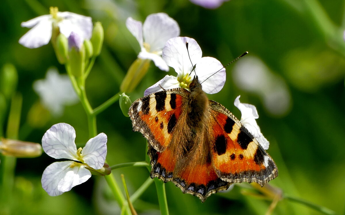 опять бабочки  2 - Александр Прокудин