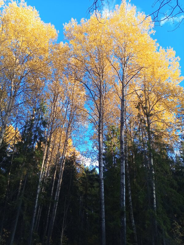 Осень - Сапсан 