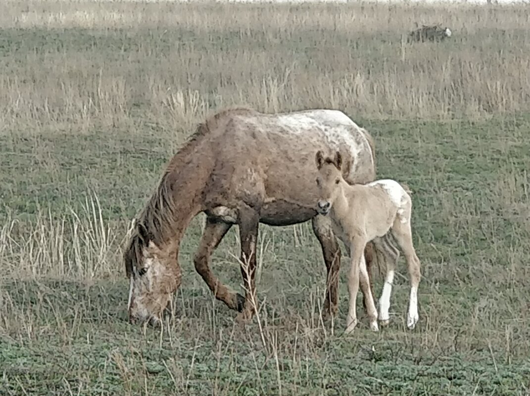 В степи - Андрей Хлопонин В степи - Андрей Хлопонин