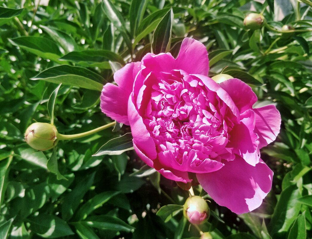 Пион - Андрей Хлопонин