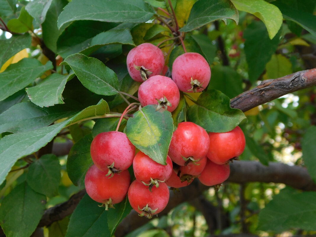 Яблоня китайка красная - Наиля 