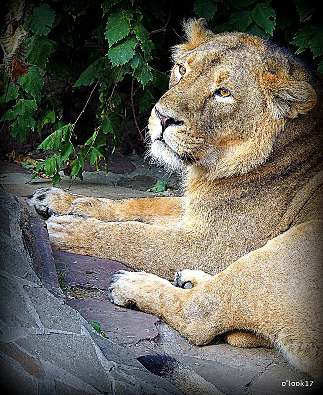 дикие кошечки - Олег Лукьянов