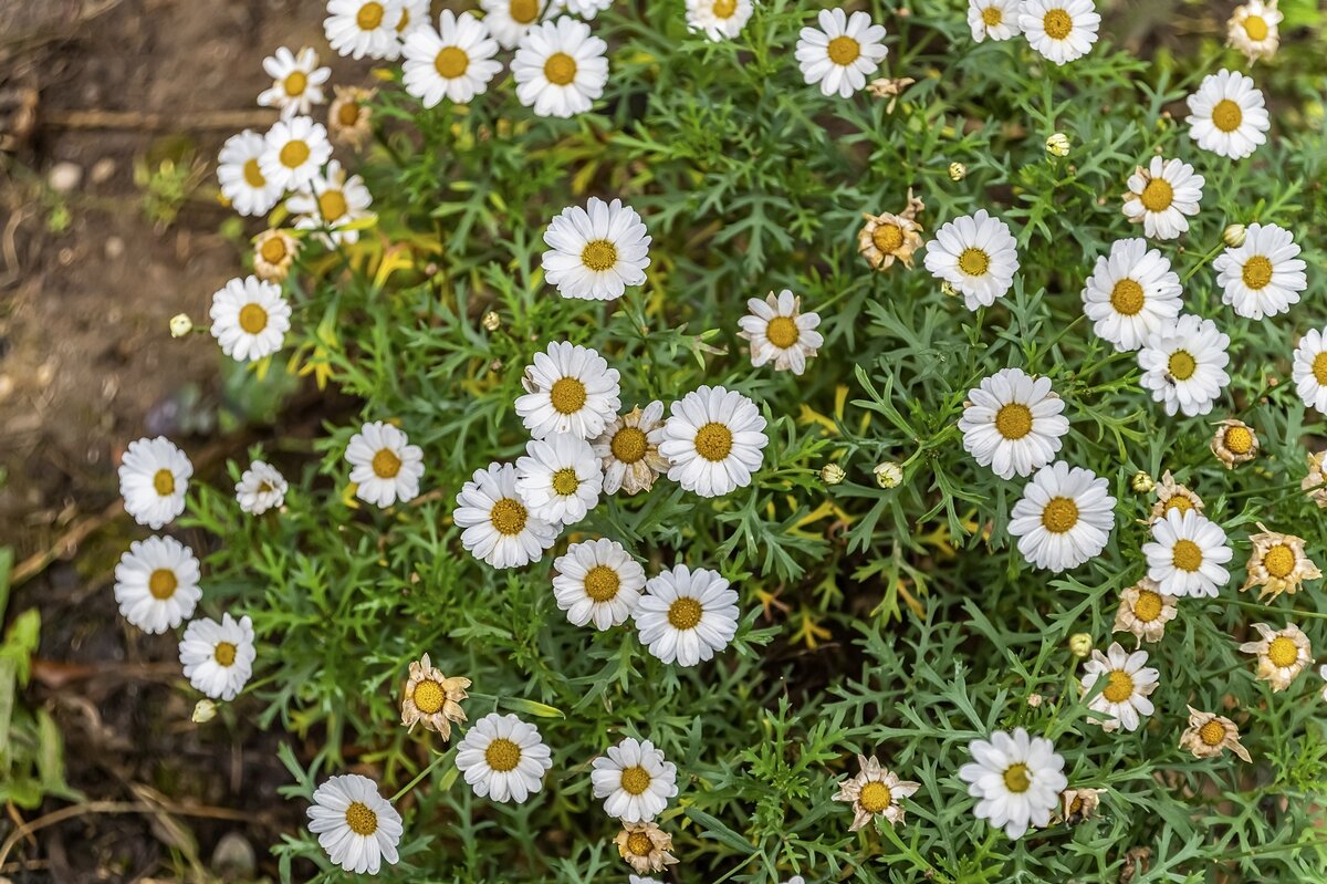 Октябрята - Валерий Иванович