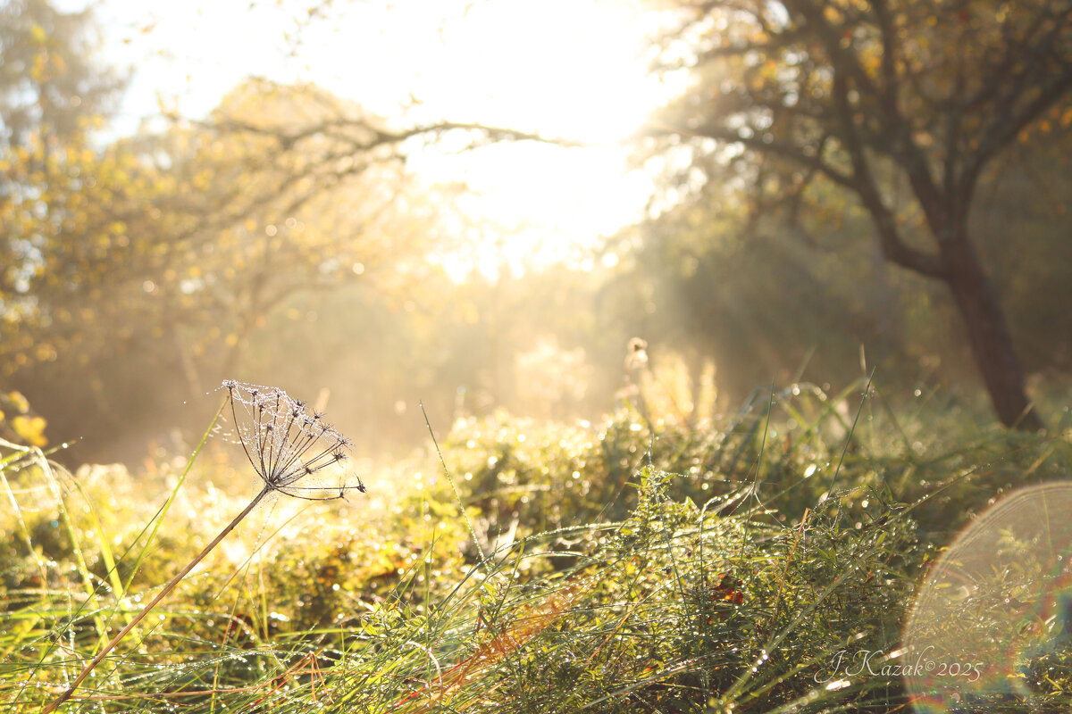 *** - Елена Kазак (selena1965)