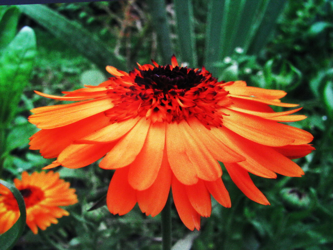 Красавица - Людмила Смородинская