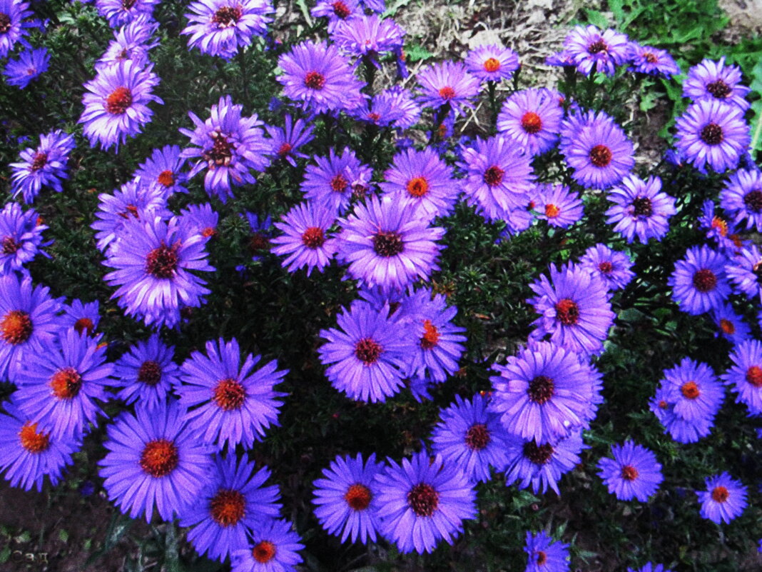 Красота - Людмила Смородинская Красота - Людмила Смородинская