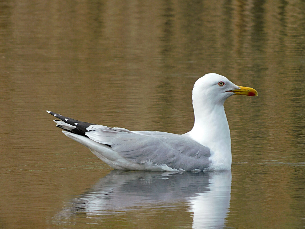 Хохотунья - Лина 