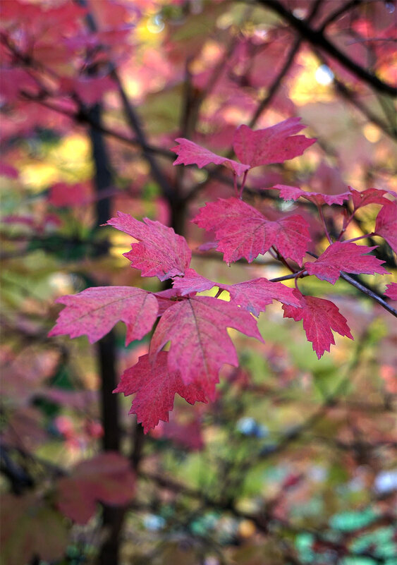 ... - Лариса Корж