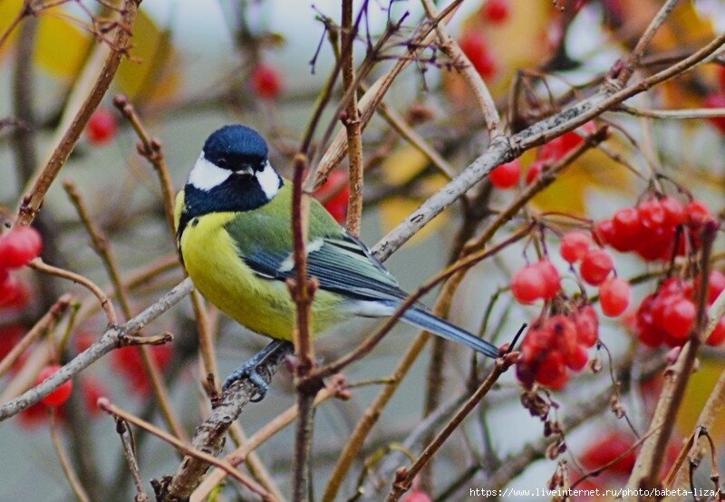 Обед у синицы - николай 
