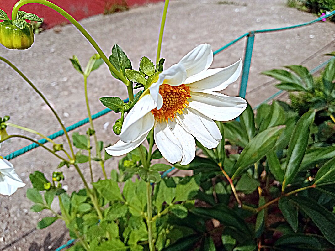 Цветы. - Владимир Драгунский