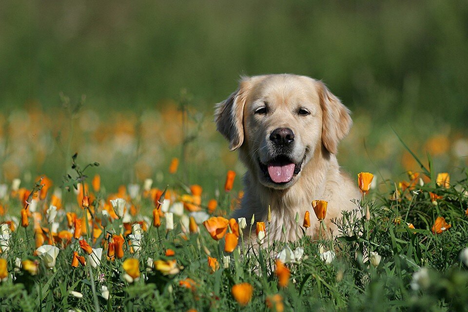 Мой друг - николай 