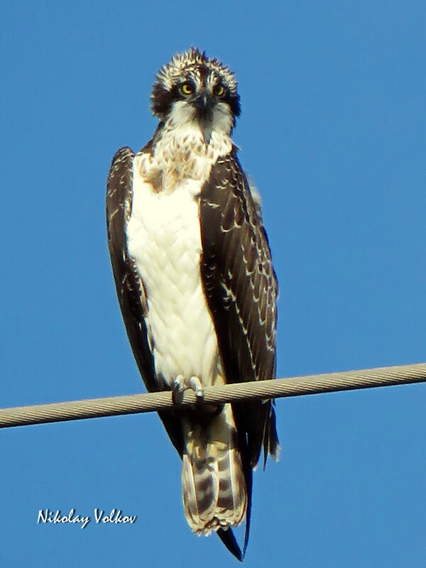 Скопа. - Николай Волков