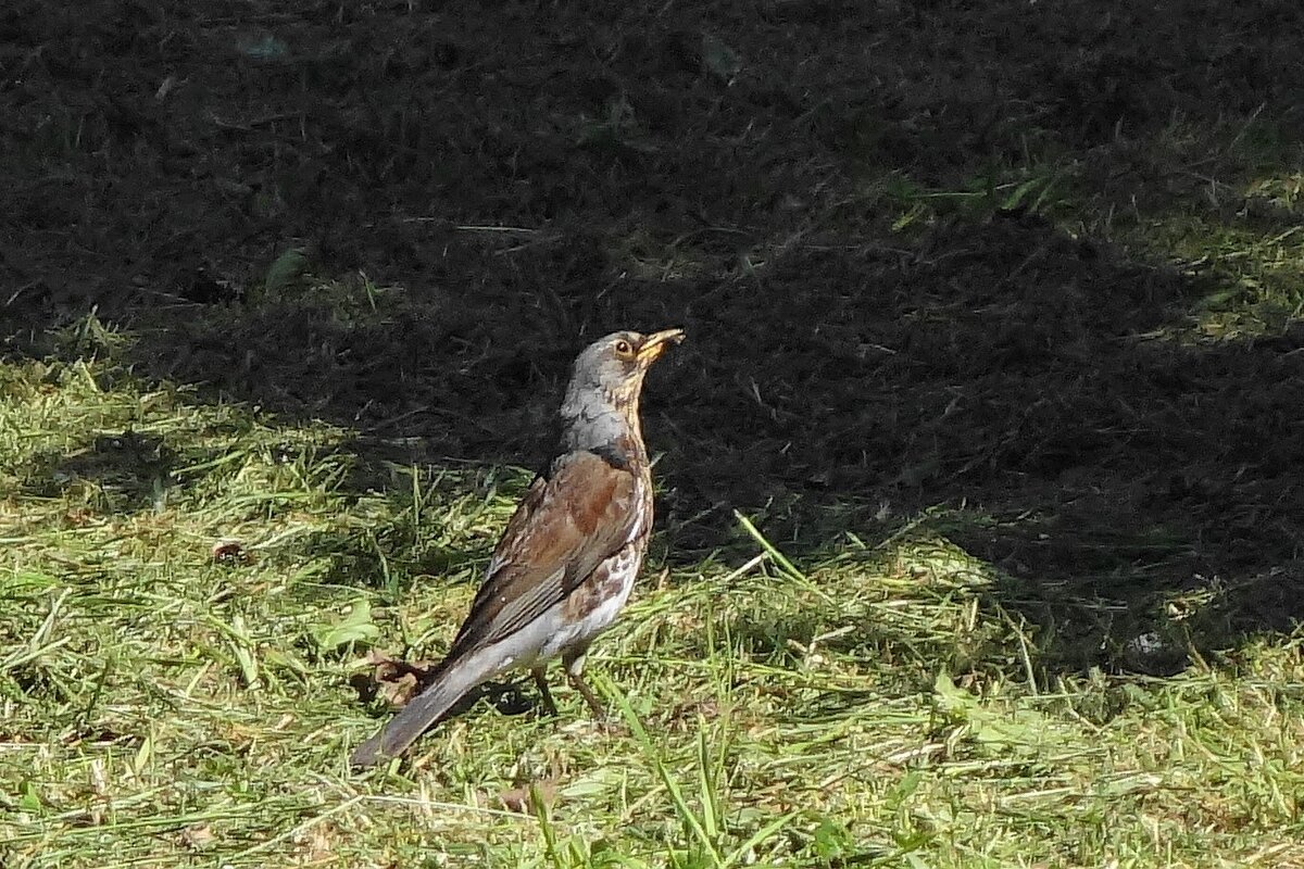 Дрозд рябинник - Рита Симонова