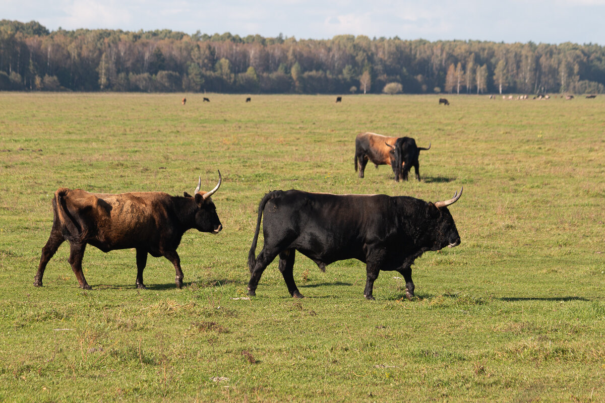 *** - Геннадий Порохов