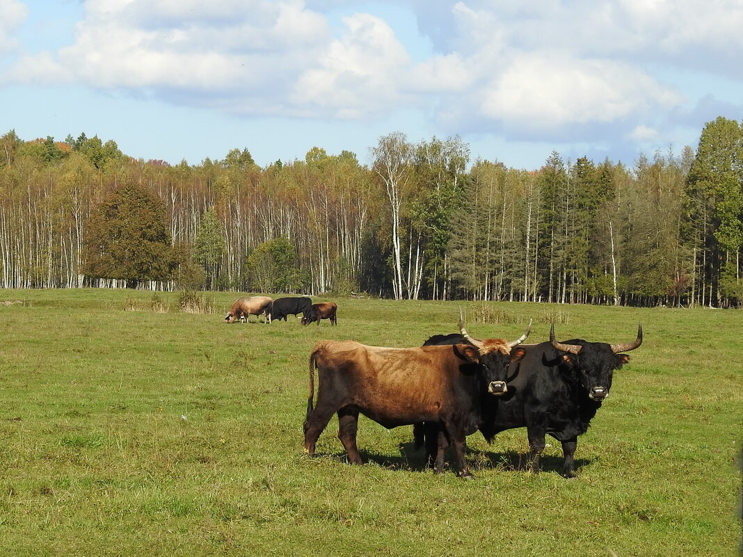 дикий мир осенью - ИННА ПОРОХОВА