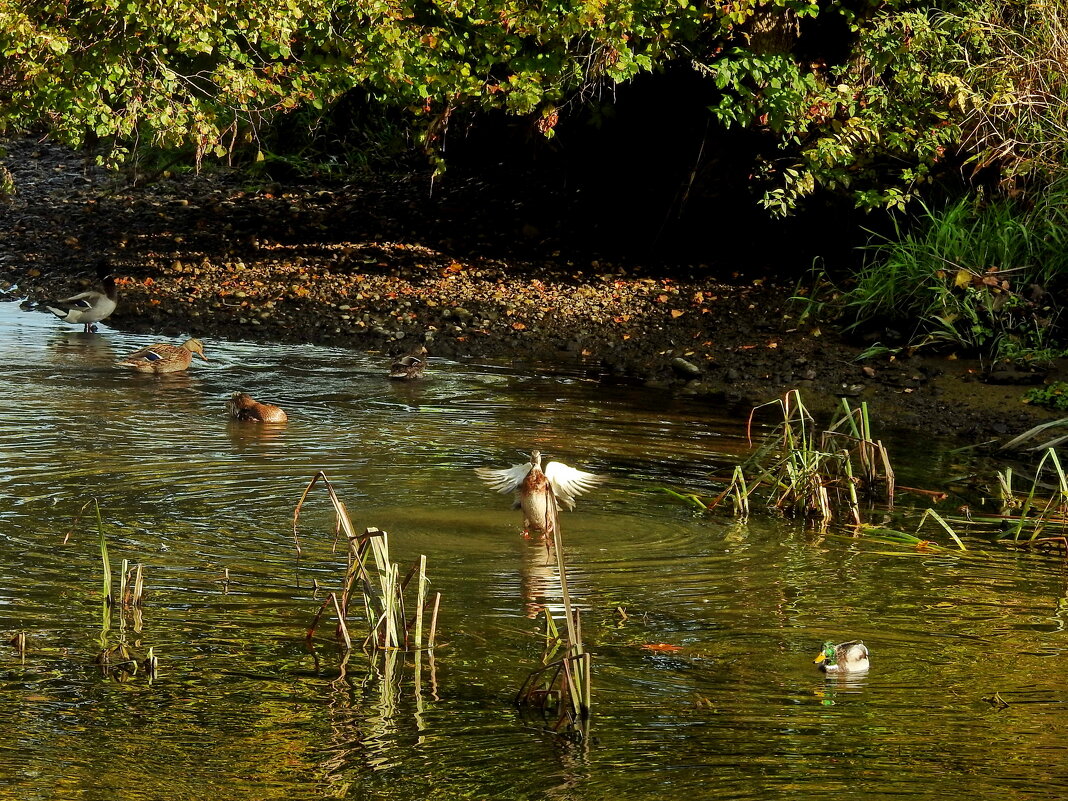 дикий мир осенью - ИННА ПОРОХОВА