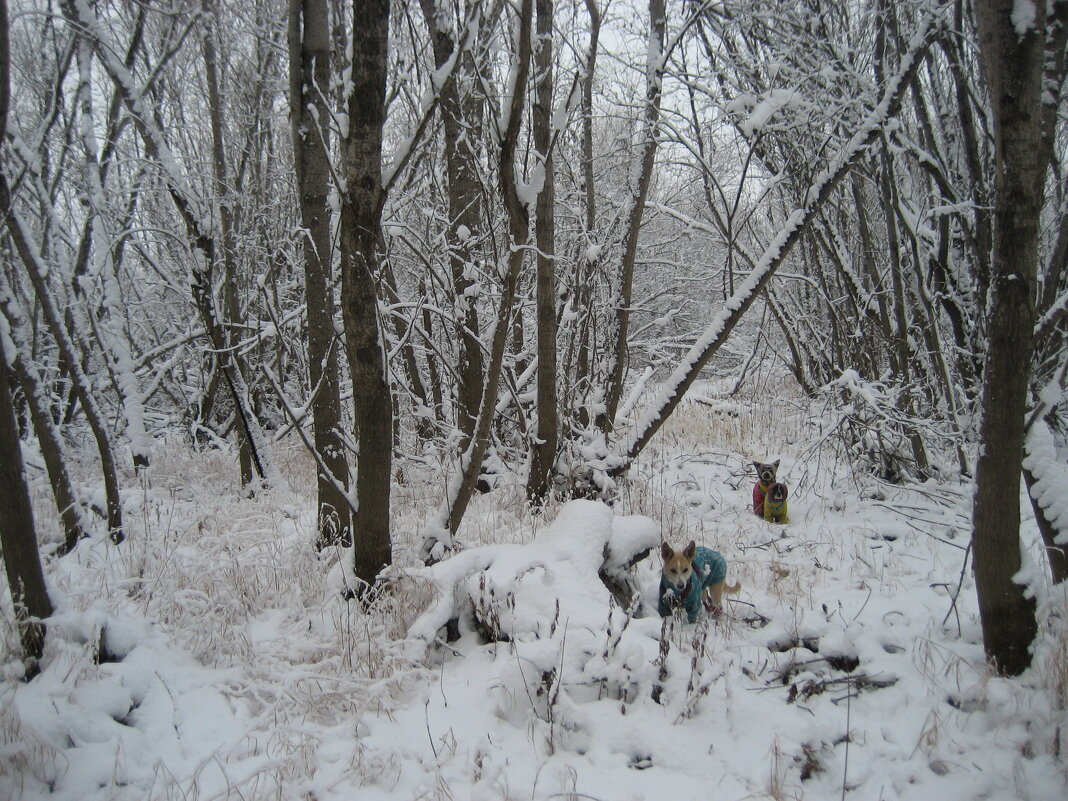 Зимние прогулки - Anna Ivanova Зимние прогулки - Anna Ivanova