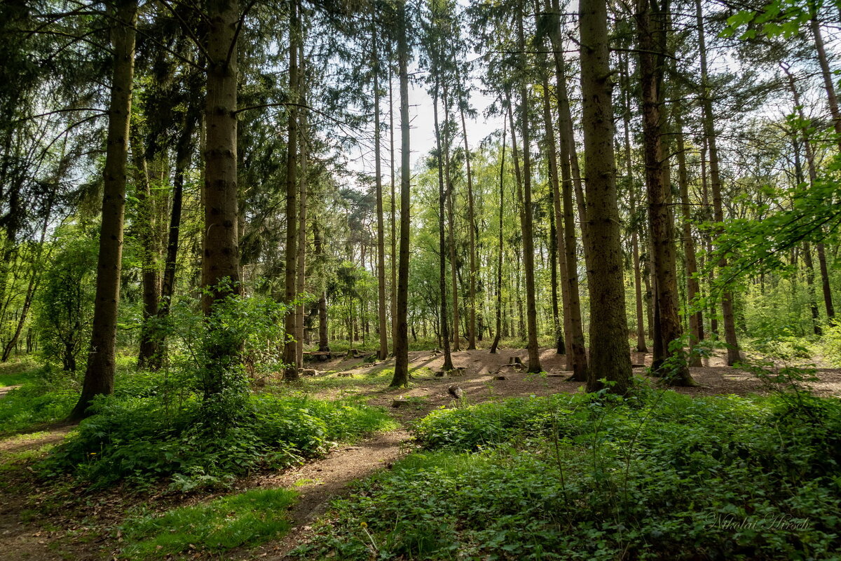 В окружении елей... - Николай Гирш