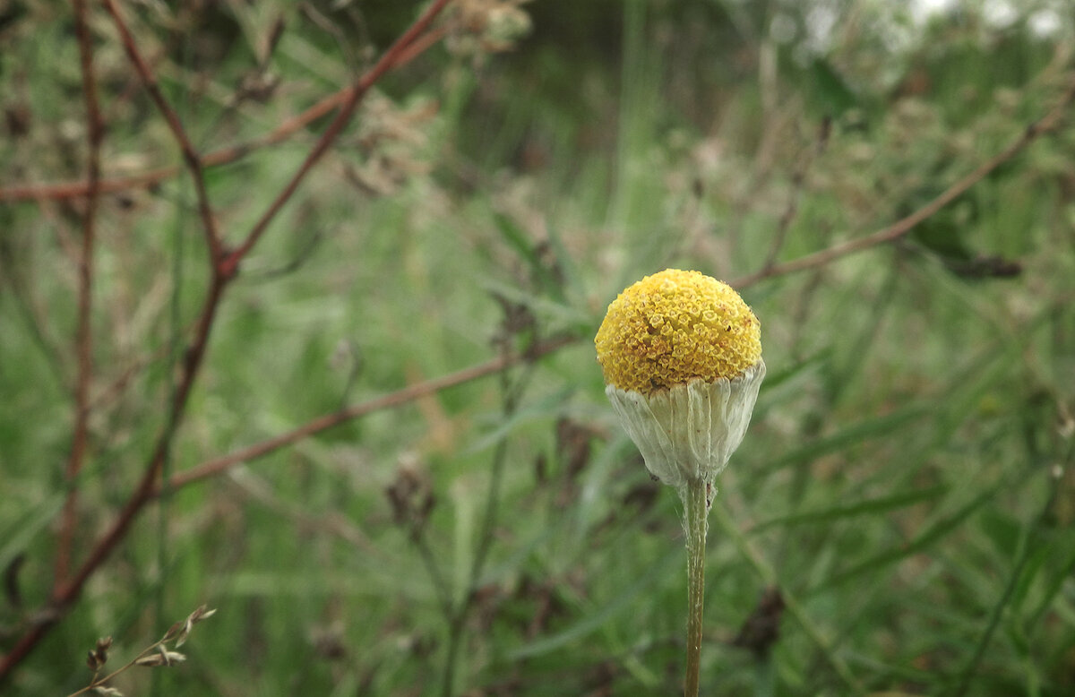 ромашка - Лера 