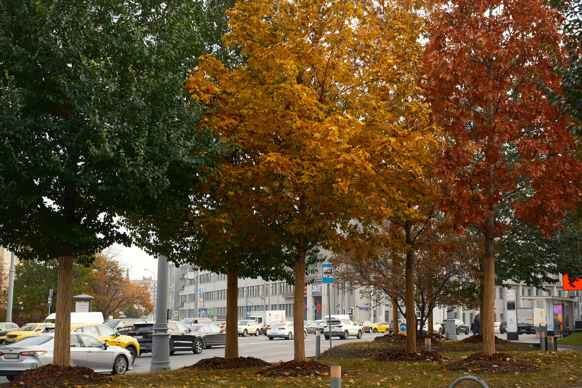 Светофор - Лютый Дровосек