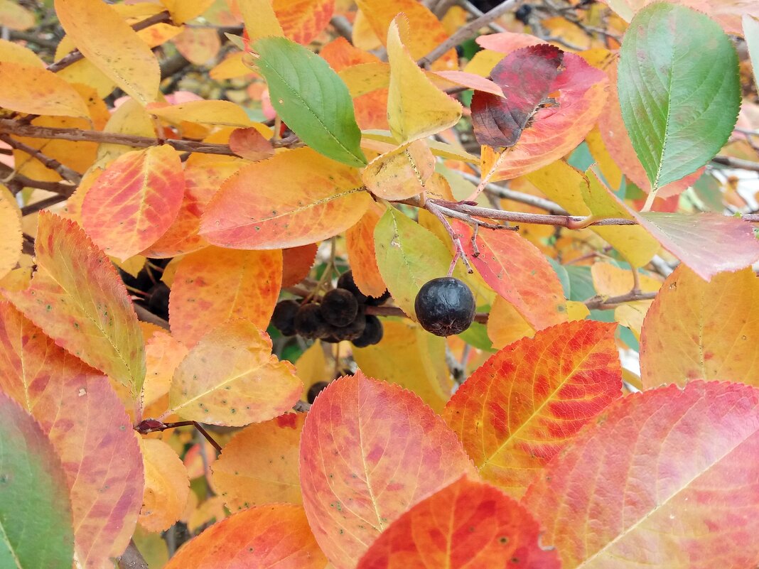 Осень - Galina Solovova