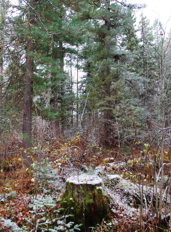 Старый пень - Сергей Никифоров