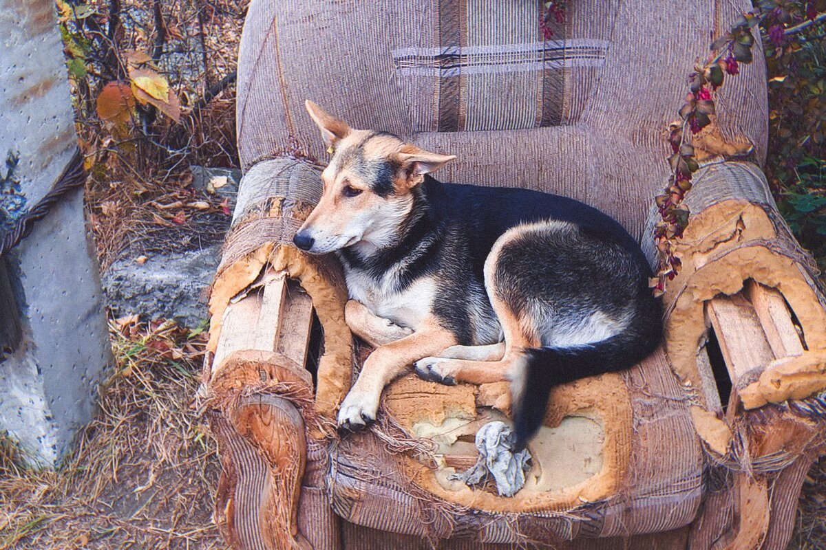 Собачий трон и кровать - Игорь Солдаткин