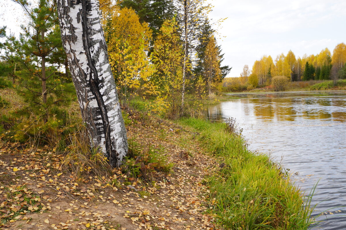 Октябрь на берегу пруда - Сергей Ц