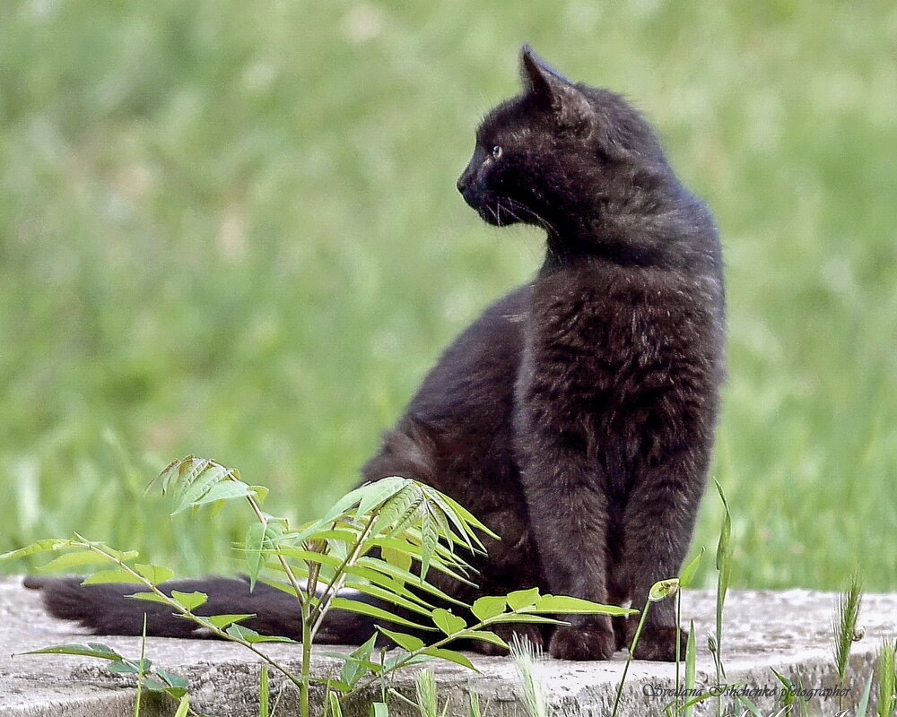 Чёрная кошка — красивое и загадочное существо - Светлана Ищенко