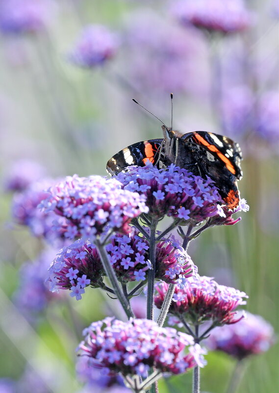 Октябрь - Михаил Бибичков