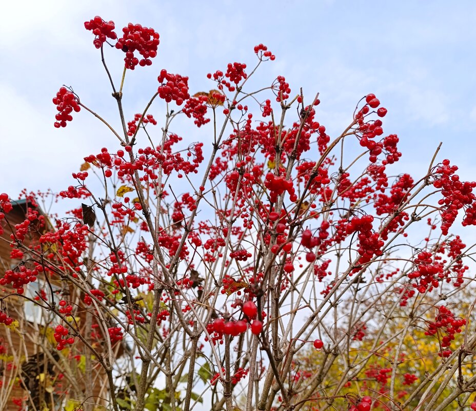 Где же листья? - tatiana 