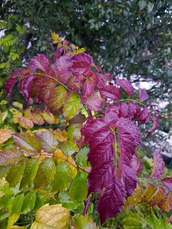 Краски осени - Татьяна Пальчикова