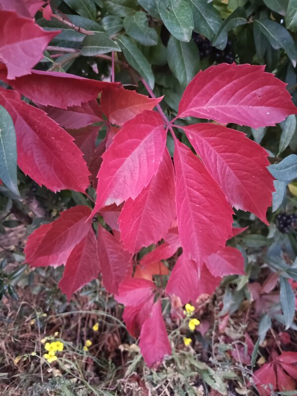 Осенний мотив - Татьяна Пальчикова