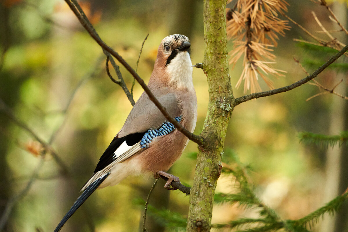 *** - Виталий Бенгард