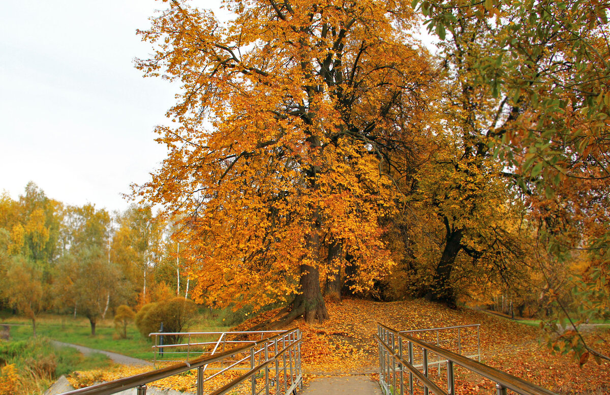 . - РИТА ЛЕВКОВА