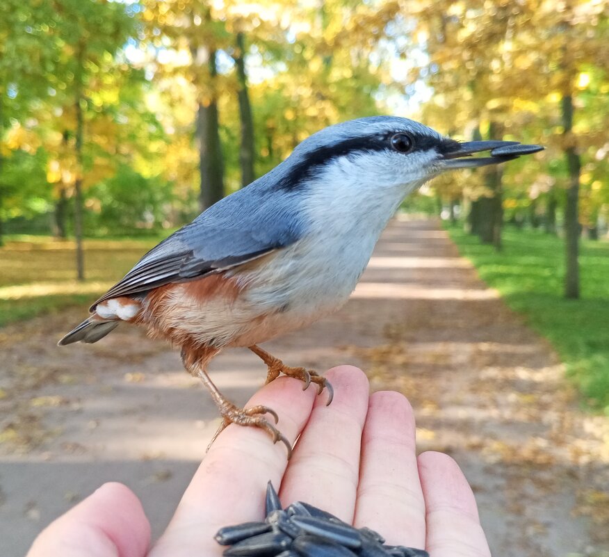 Поползень - Сапсан 