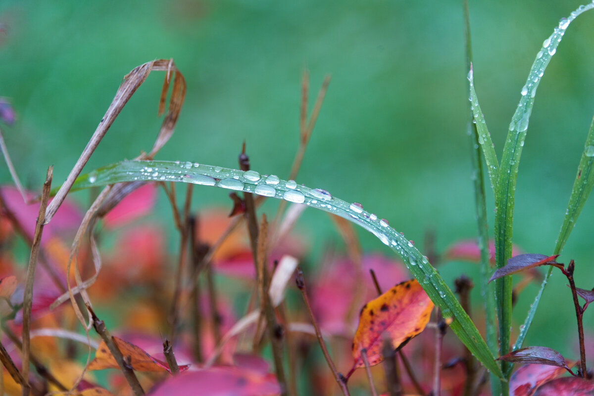 Осенняя погода. - Владимир Безбородов