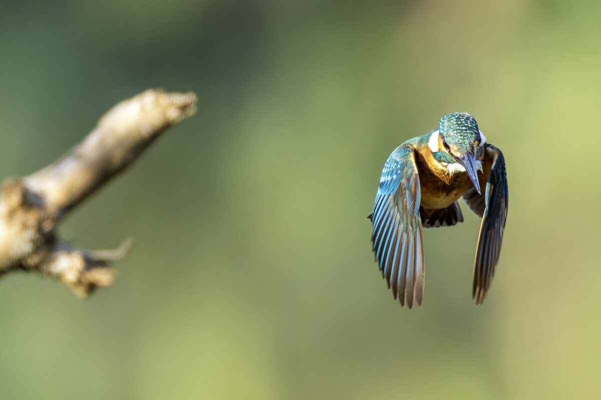 Зимородок. - Alexander Amromin