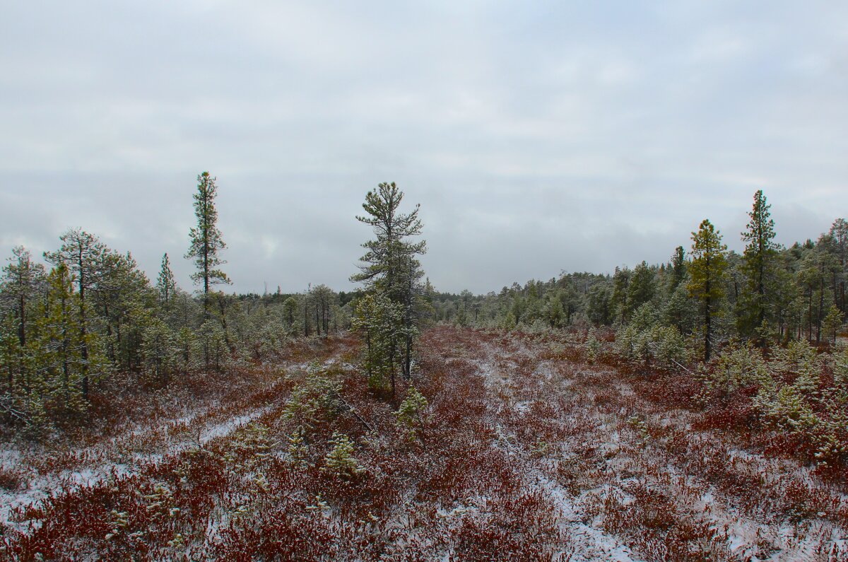 Нарымские болота-3 - Сергей Никифоров