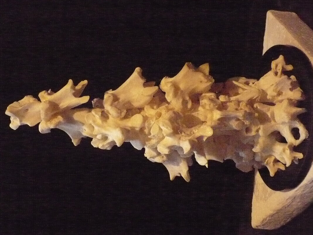 "СТАЯ" (костная пластика) - Валерий Кокорев