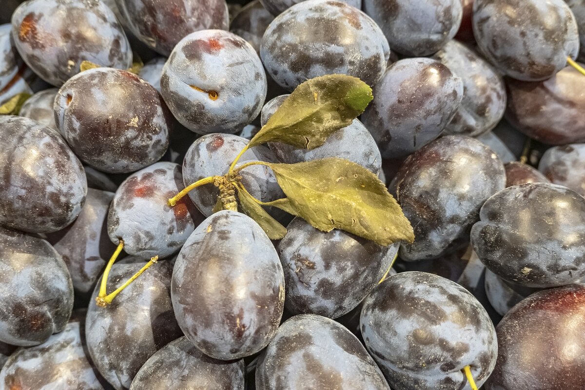 Заканчивается сезон сливы - Валерий Иванович
