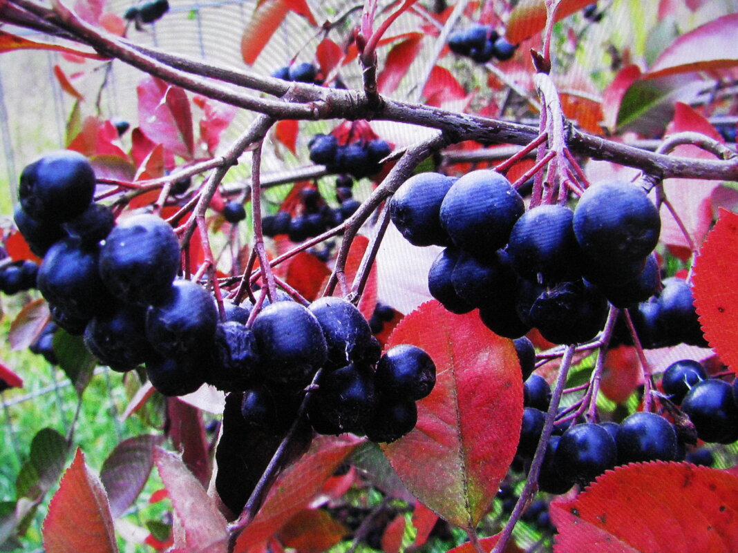 Арония поспела - Людмила Смородинская