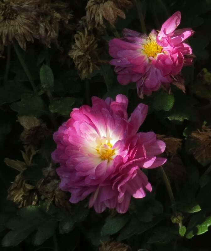 Про цветы осенние 2 - Natali 