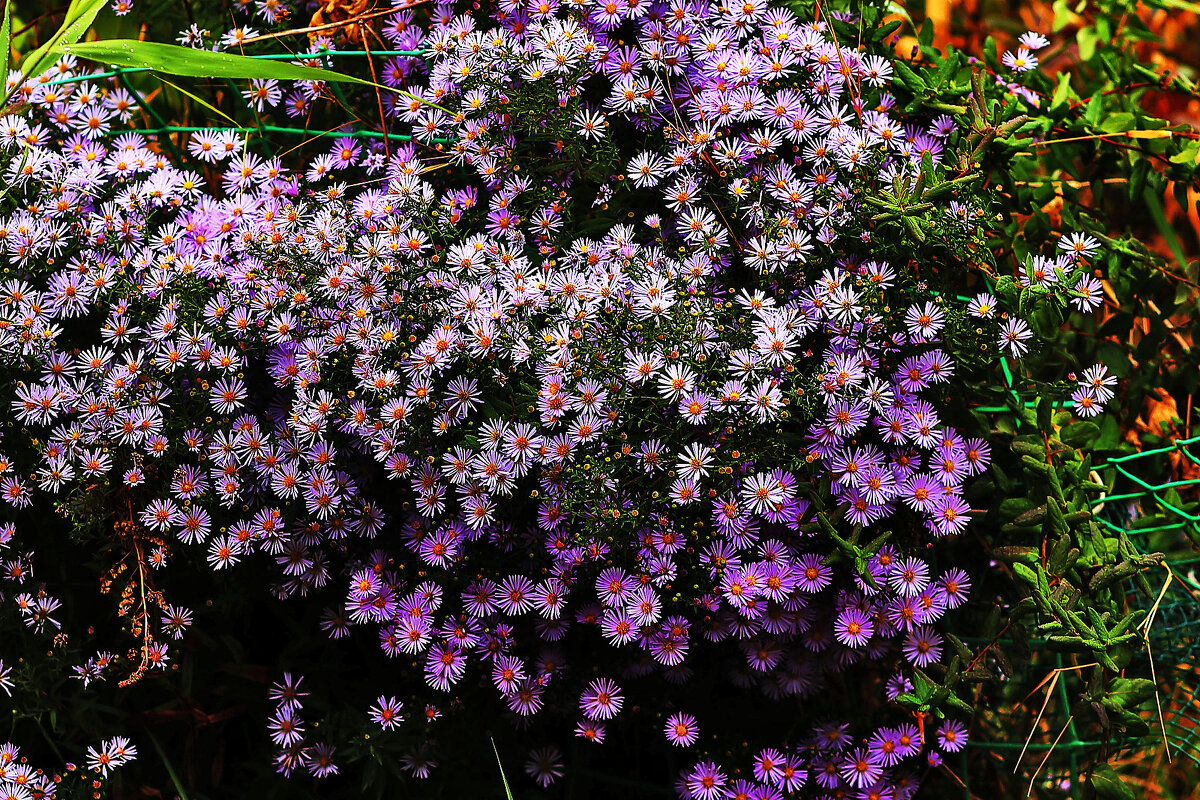 Сентябринки - Юрий Гайворонскiий