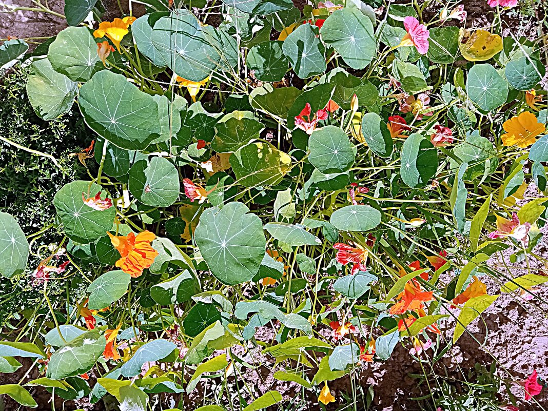 Цветы. - Владимир Драгунский