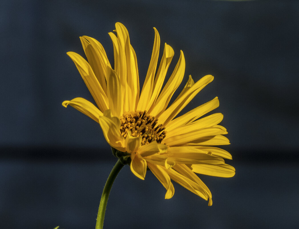 Солнечный  цветок ,топинамбур - Валентин Семчишин