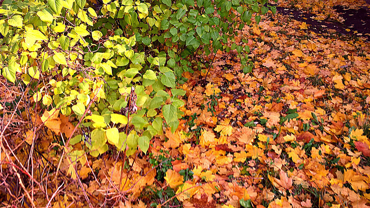 Осенний интерьер - Елена Семигина